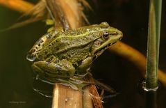 Ein Frosch im Frühling