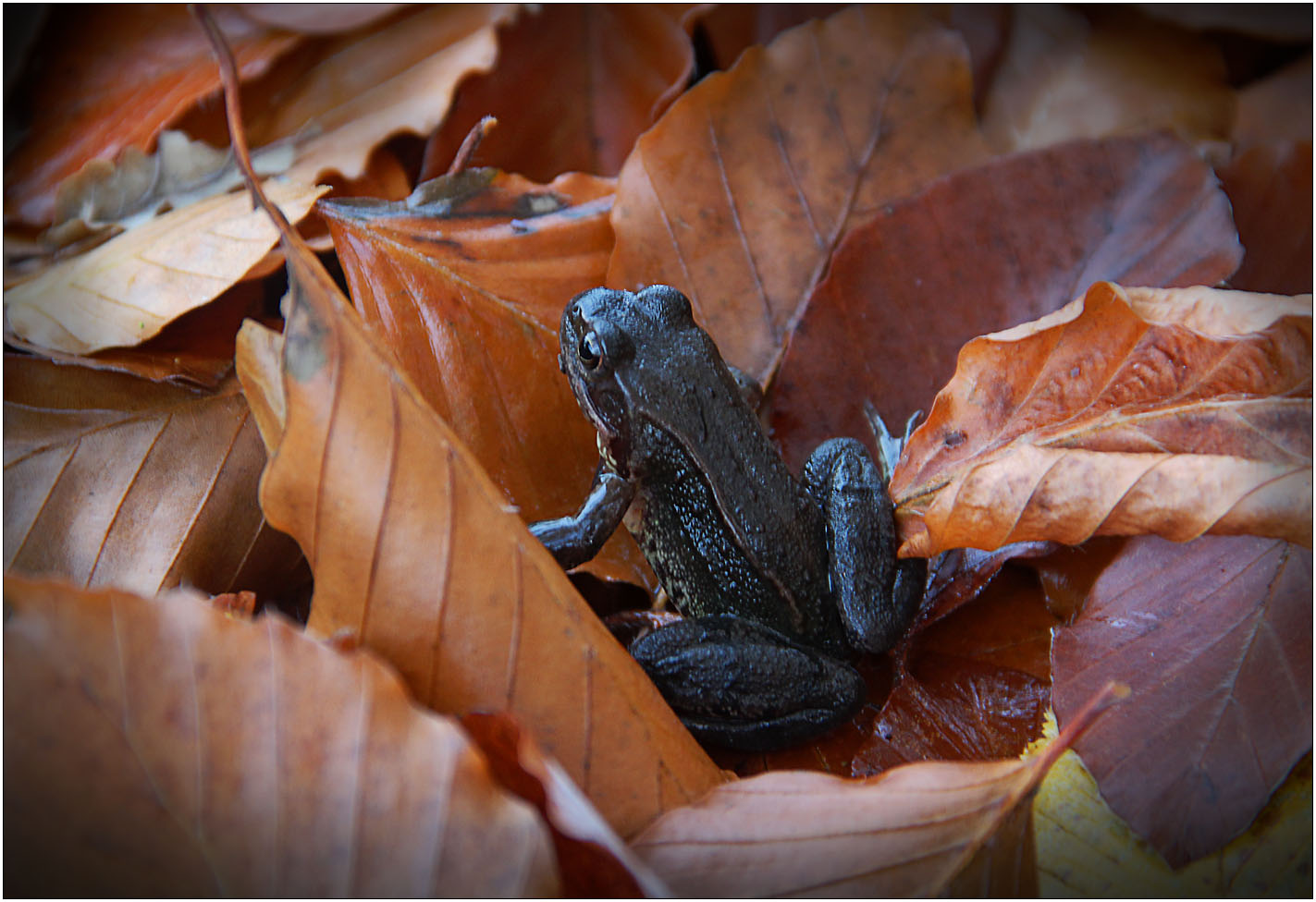 Ein Frosch im Laub ...