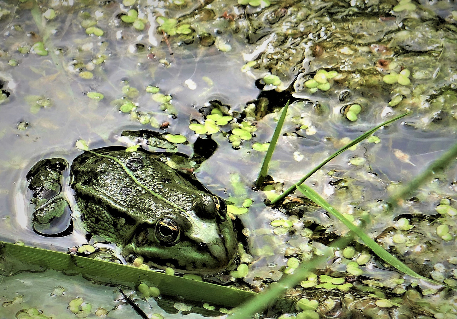 Ein Frosch im Seerosenteich 