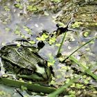 Ein Frosch im Seerosenteich 