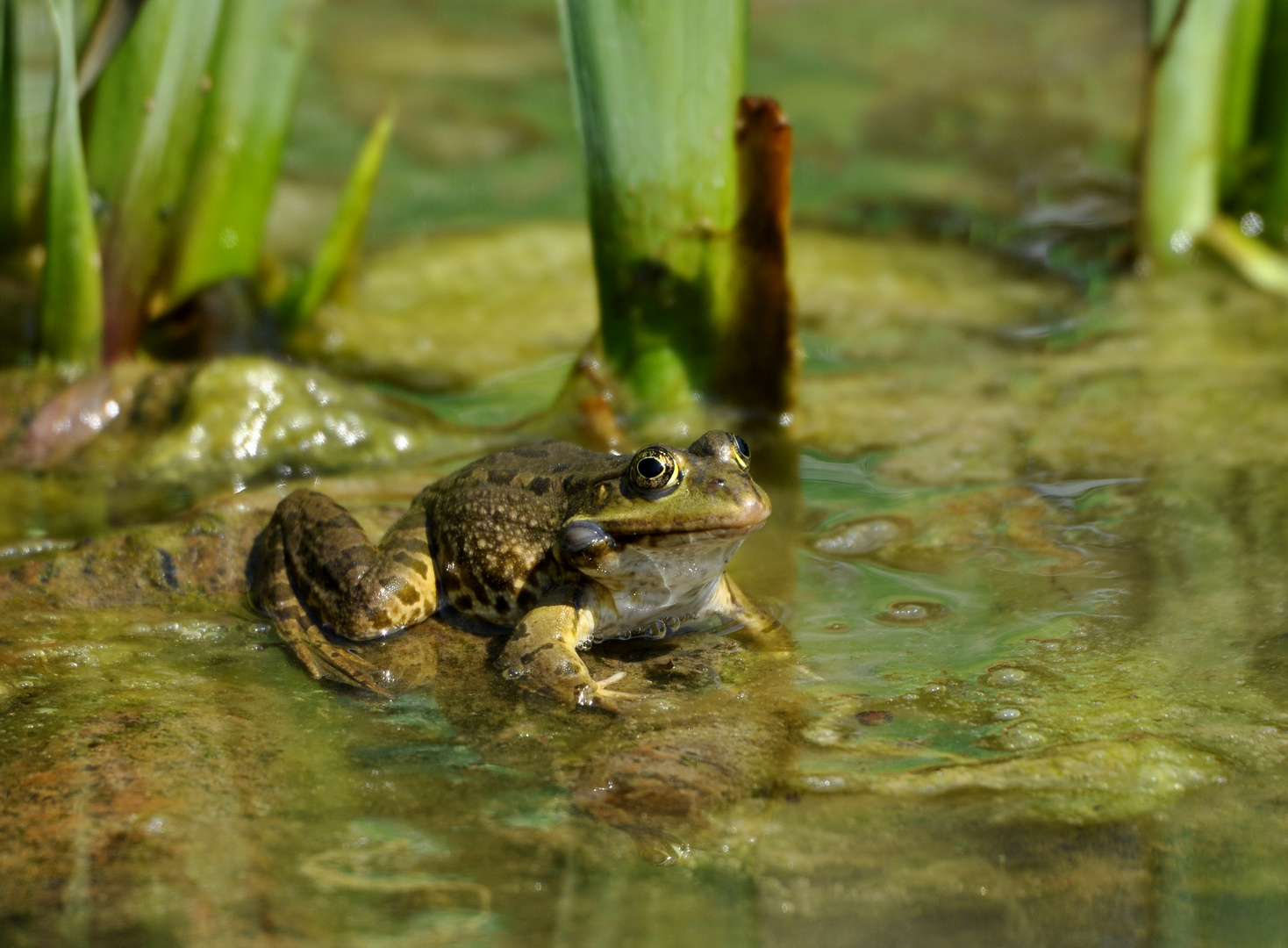 ein Frosch im Teich