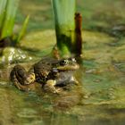ein Frosch im Teich