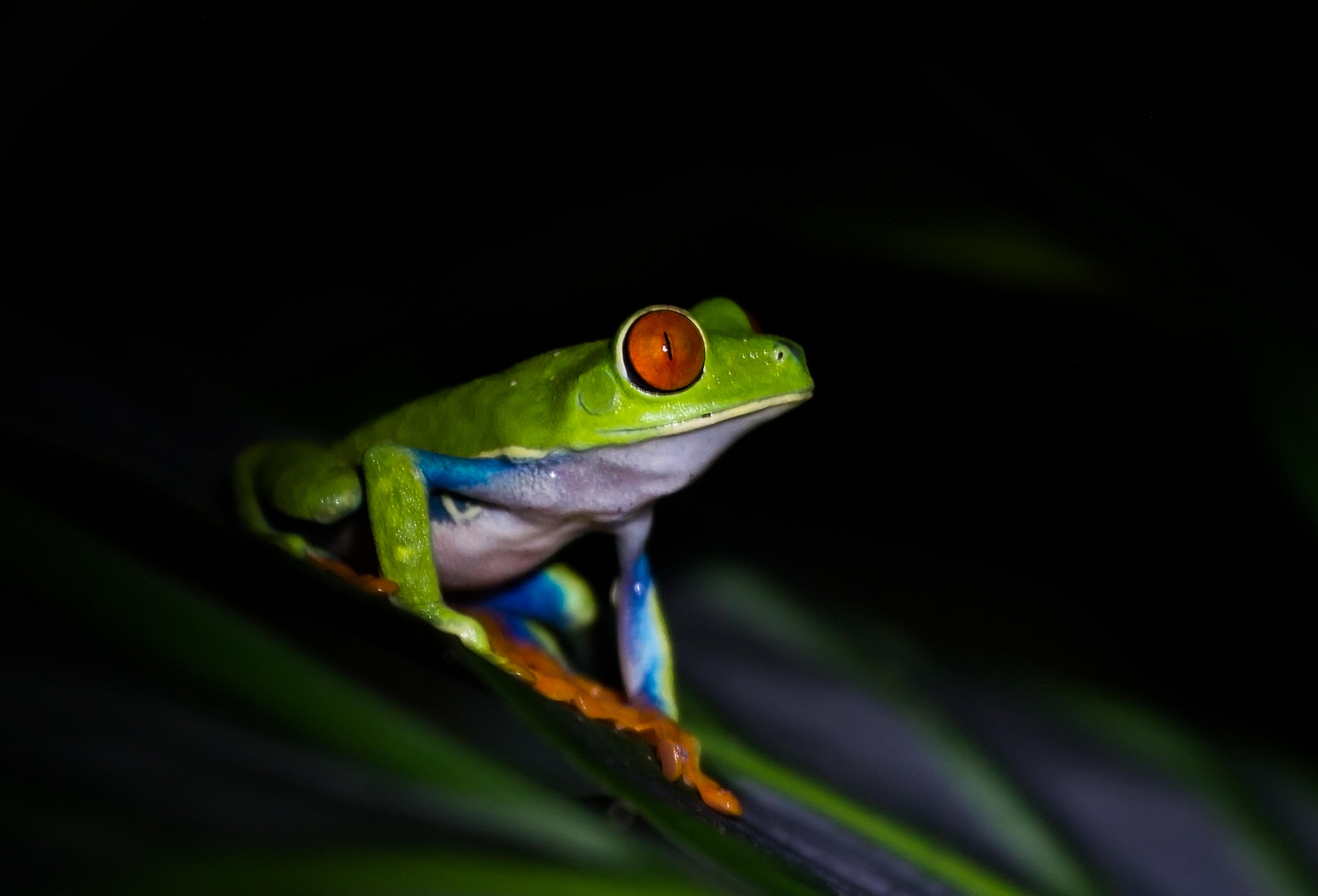 Ein Frosch im Walde