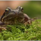 Ein Frosch im Winter