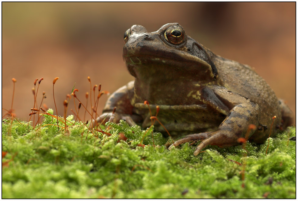 Ein Frosch im Winter II