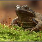 Ein Frosch im Winter II