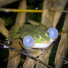 Ein Frosch in der Heide