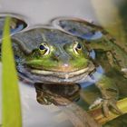 Ein Frosch lässt's sich gut gehen