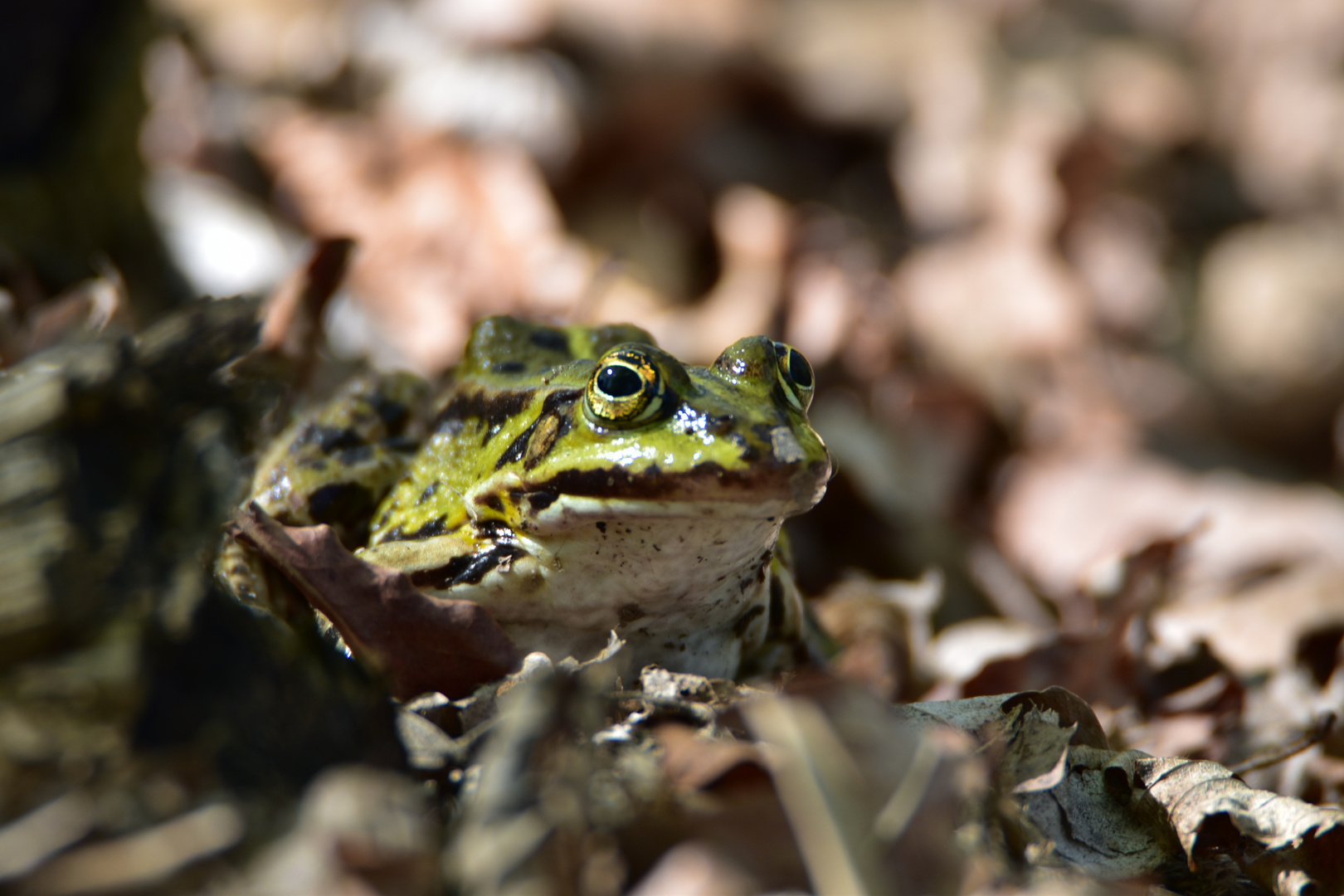 Ein Frosch + Laub =