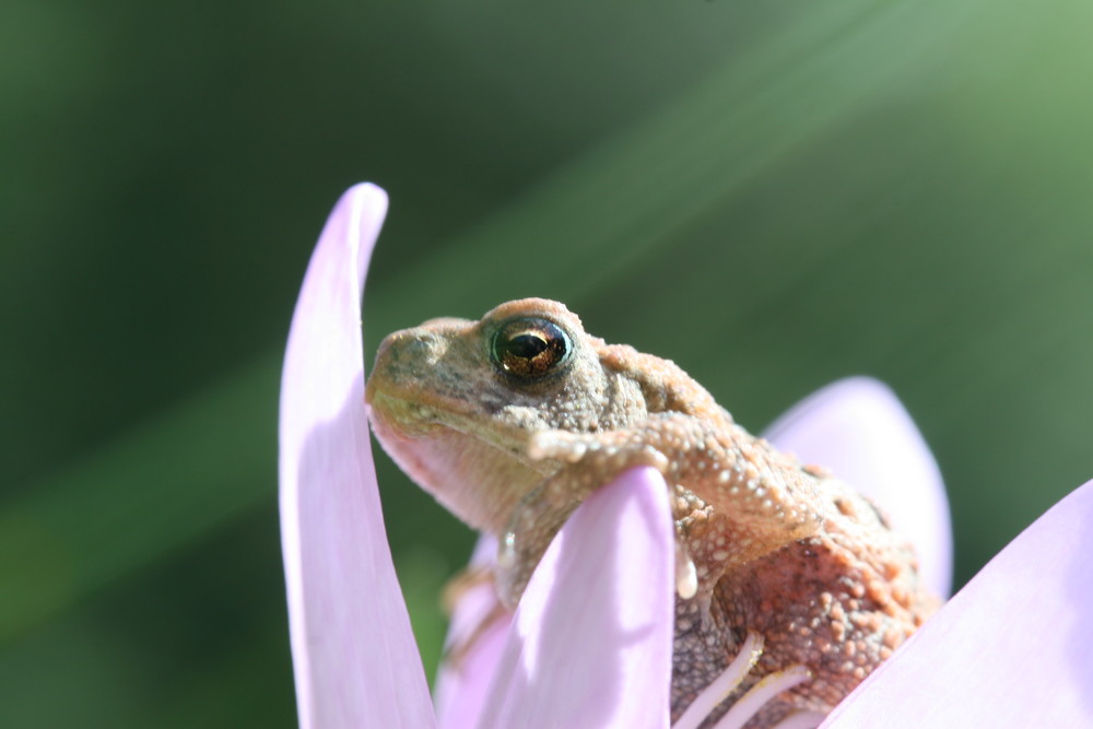 Ein Frosch mit Bienen aufgaben!