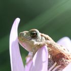 Ein Frosch mit Bienen aufgaben!