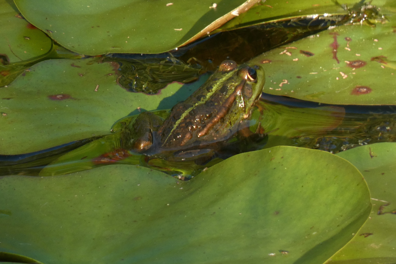 Ein Frosch sonnt sich auf einem Sonnenblatt am Lippeauenpfad