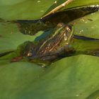 Ein Frosch sonnt sich auf einem Sonnenblatt am Lippeauenpfad