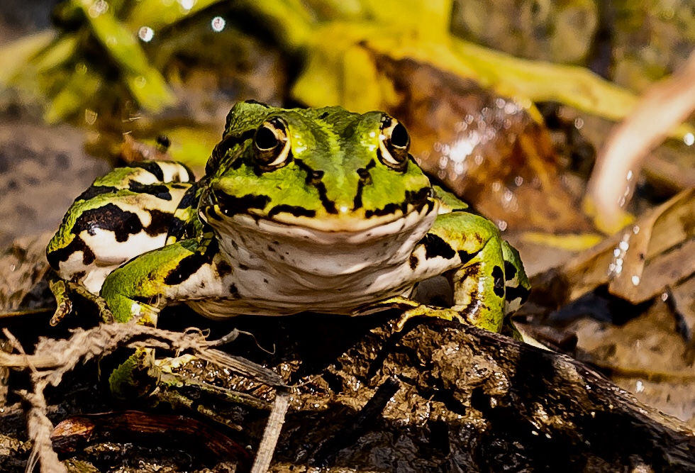Ein Frosch wartet auf Regen Foto & Bild | fotos, dokumentation, outdoor