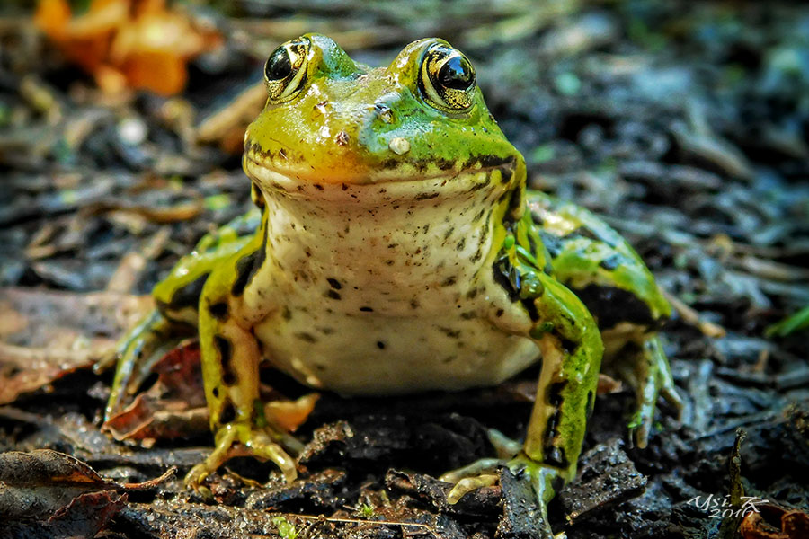 Ein Frosch zum Küssen