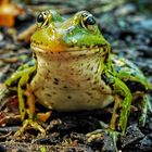 Ein Frosch zum Küssen