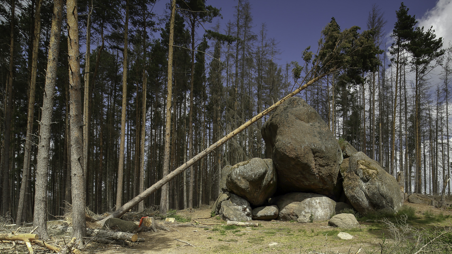 Ein Froschfelsen im Nationalpark Harz