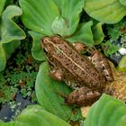 Ein Froschkönig ohne Krone