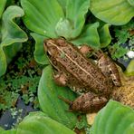 Ein Froschkönig ohne Krone