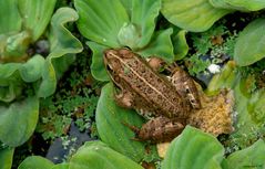 Ein Froschkönig ohne Krone