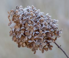 Ein frostiger Mittwochsgruß