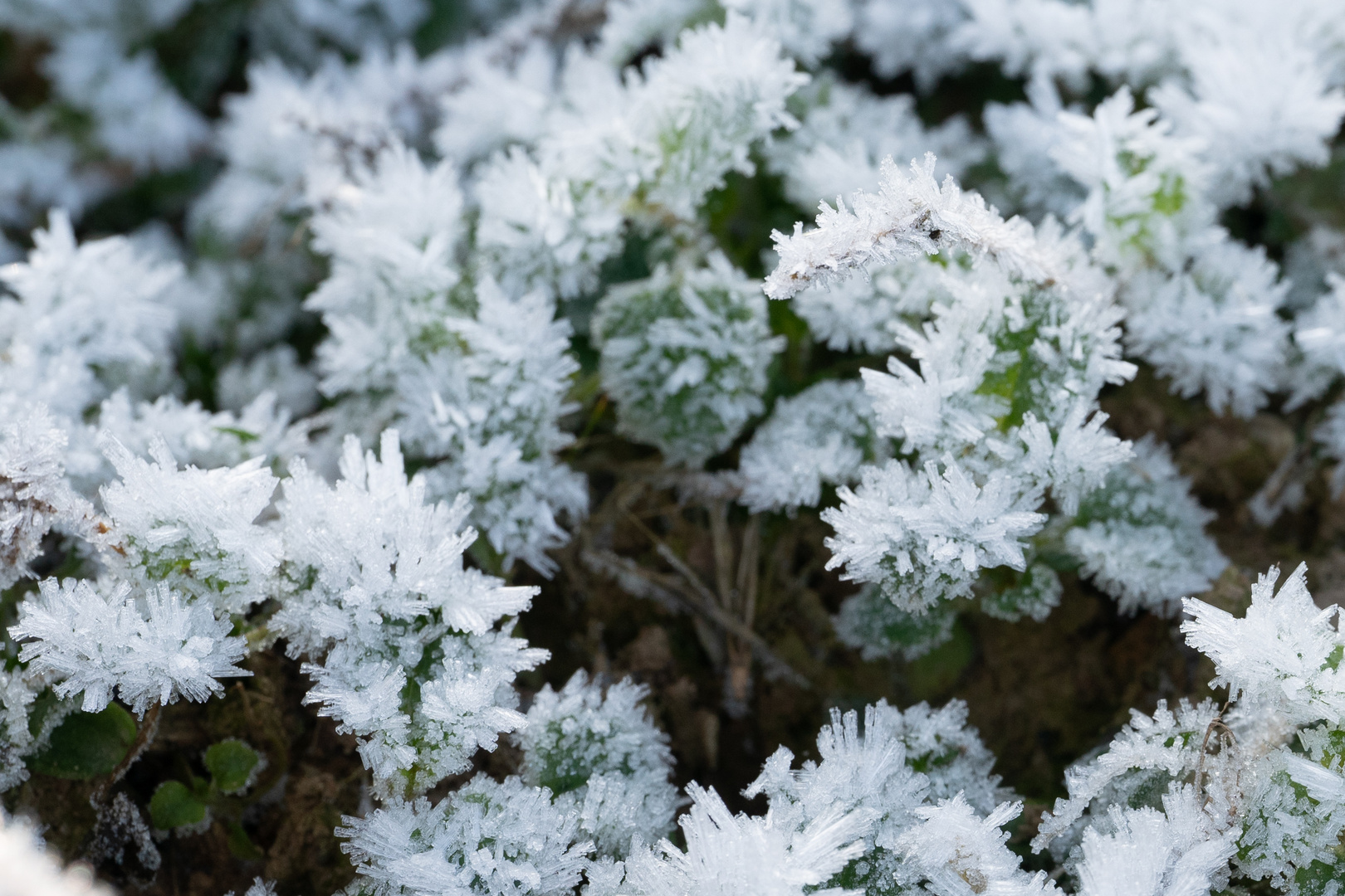 ein frostiger Morgen