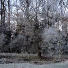 Ein Frostiger Morgen