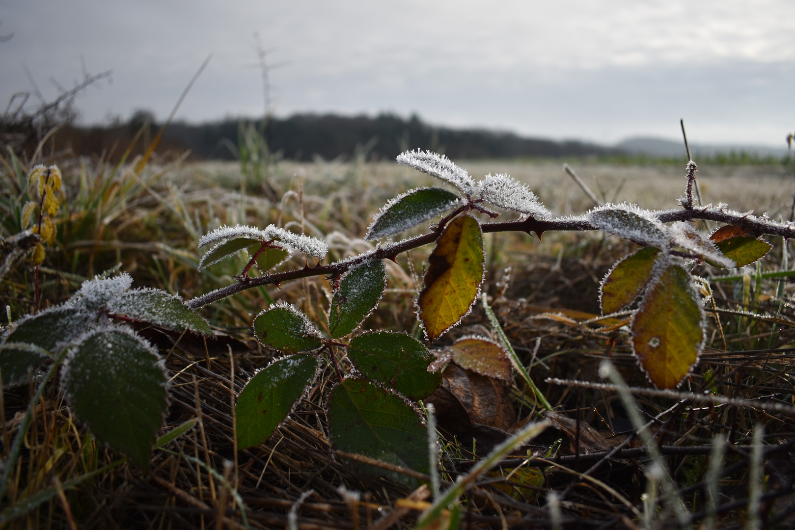 Ein frostiger Morgen