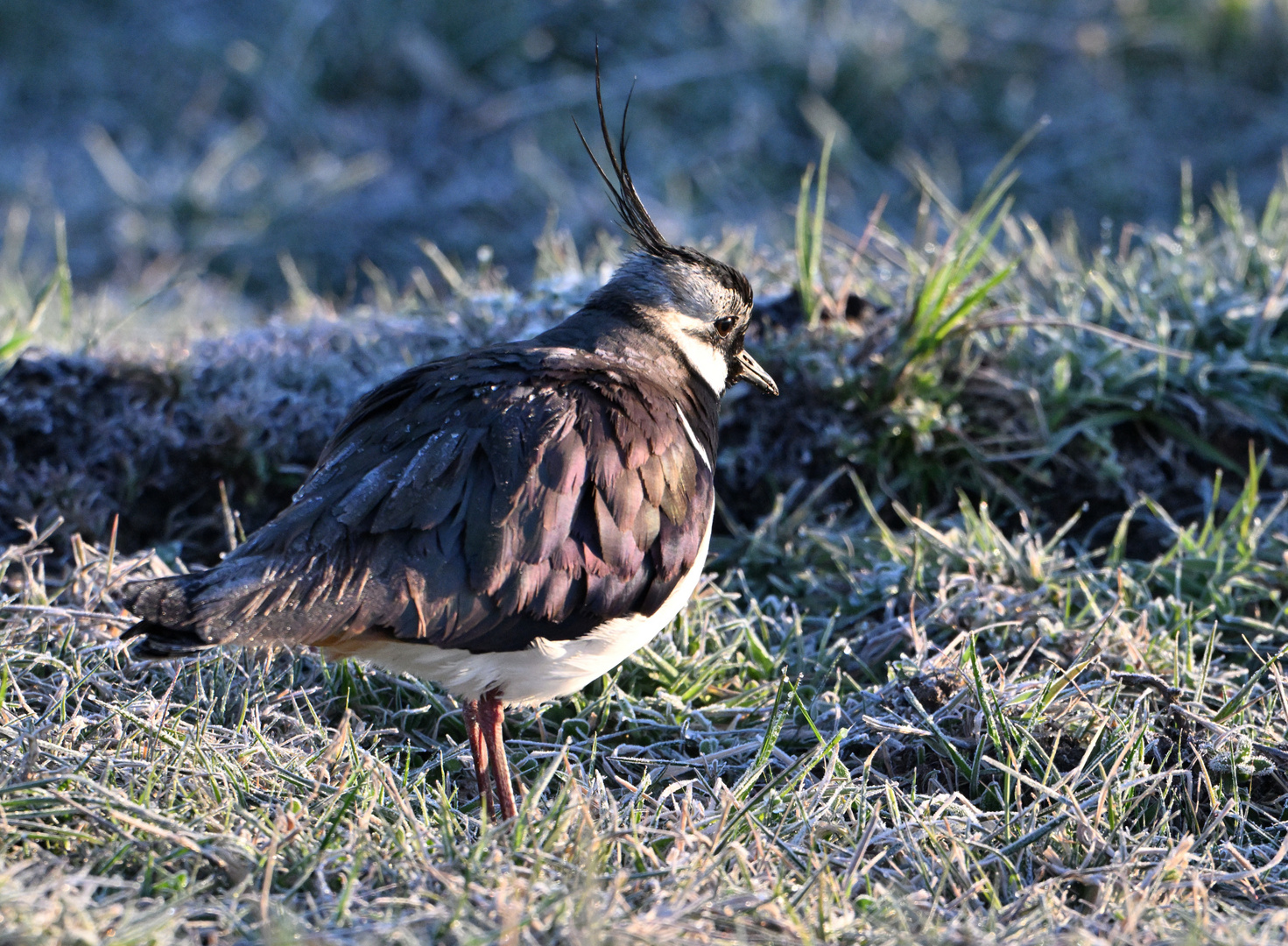 Ein frostiger Morgen ..