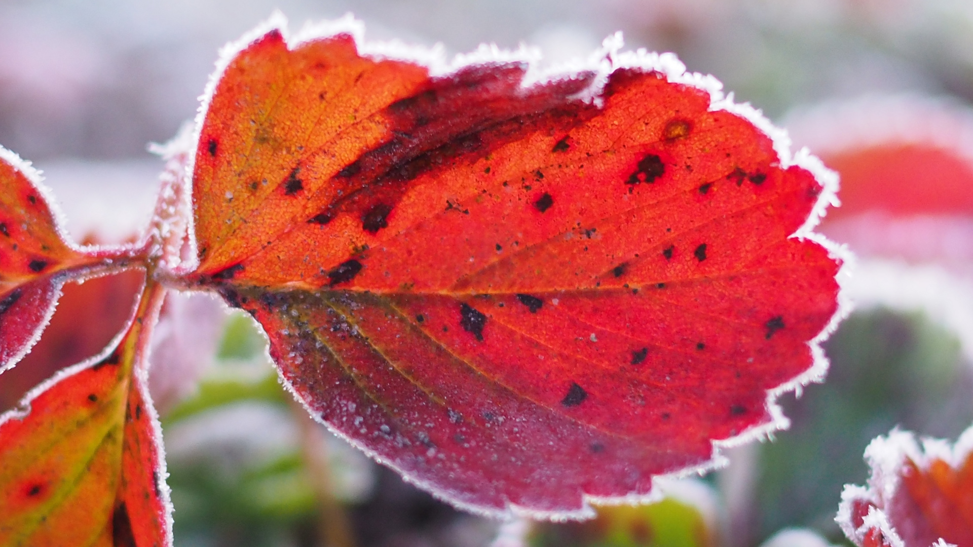 Ein frostiger Morgen .... Foto &amp; Bild | nah- &amp; makro, pflanzen, pilze ...