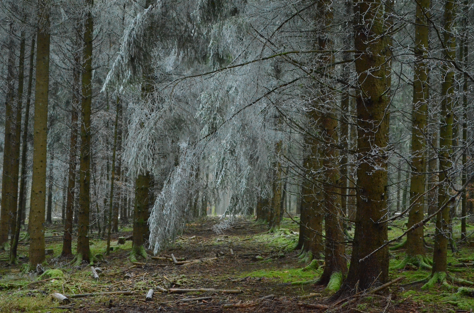 Ein frostiger Morgen im Wald 