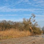 Ein frostiger Morgen in den Bi(e)berauen der Offenbacher Oberwiesen 07