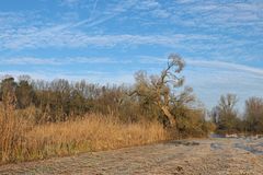 Ein frostiger Morgen in den Bi(e)berauen der Offenbacher Oberwiesen 07