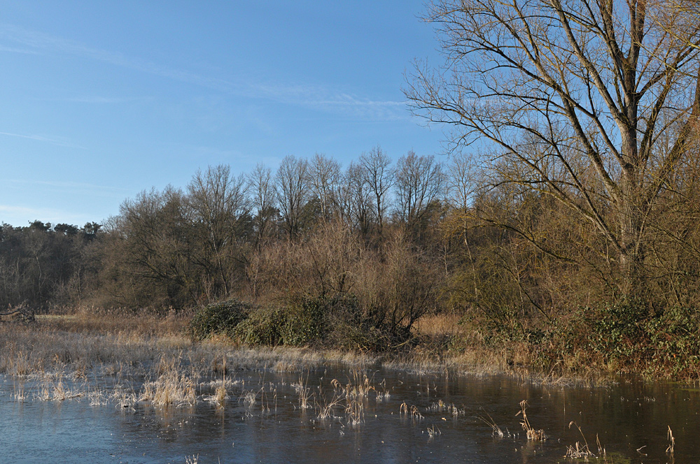 Ein frostiger Morgen in den Bi(e)berauen der Offenbacher Oberwiesen 10