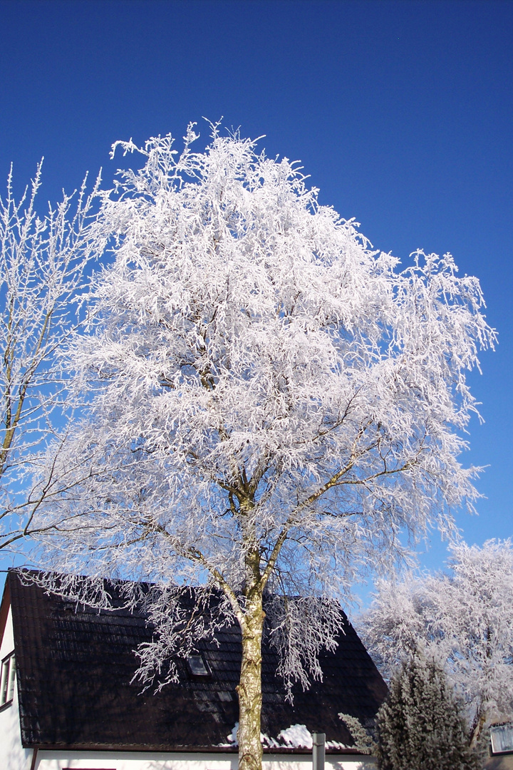 Ein frostiger Tag