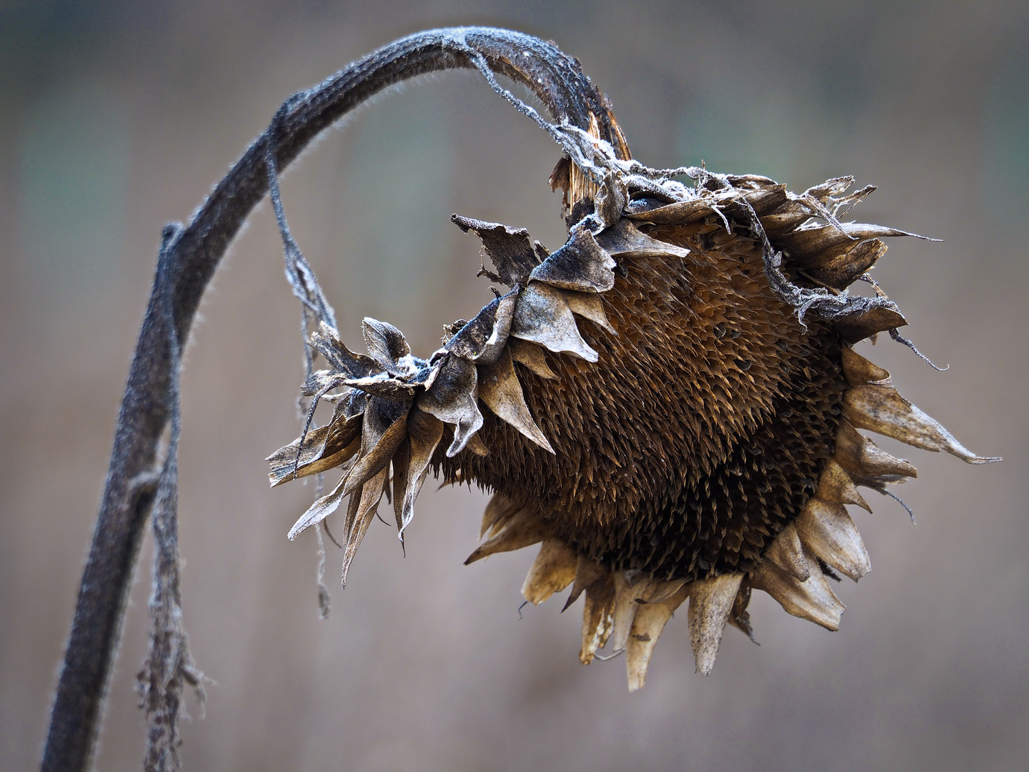 ein frostiger Tag im Februar