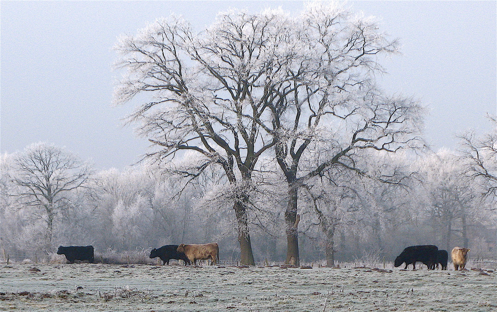 Ein frostiger Wintermorgen