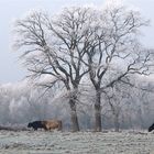 Ein frostiger Wintermorgen