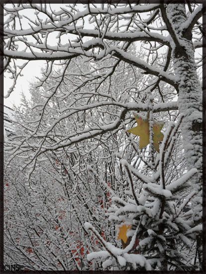 Ein frostiges neues Jahr