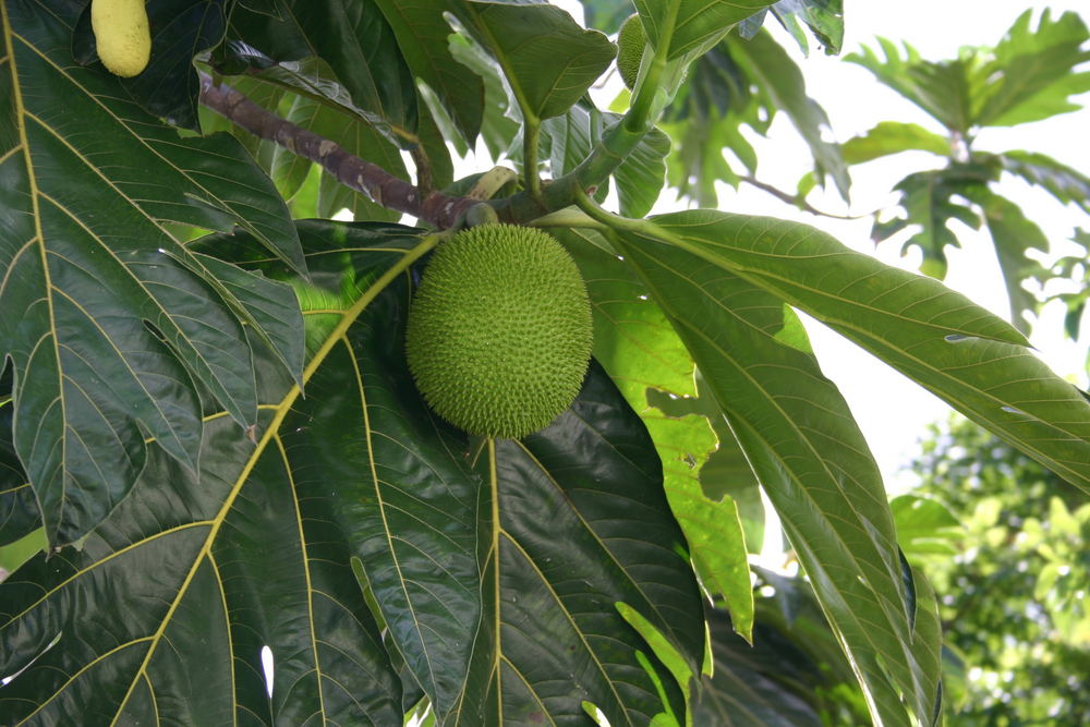 EIn Frucht von Puerto Rico.....