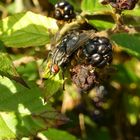 Ein fruchtiger Sonnenplatz