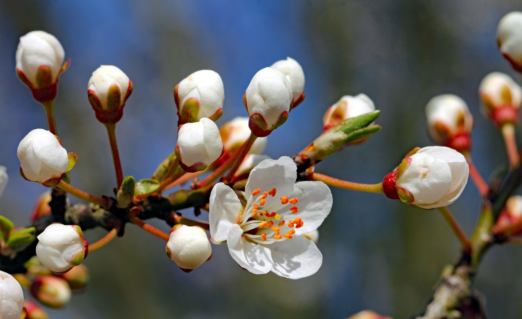 Ein Frühblüher