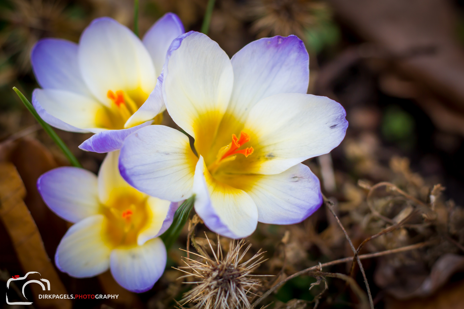 Ein Frühblüher zum Frühlingsanfang