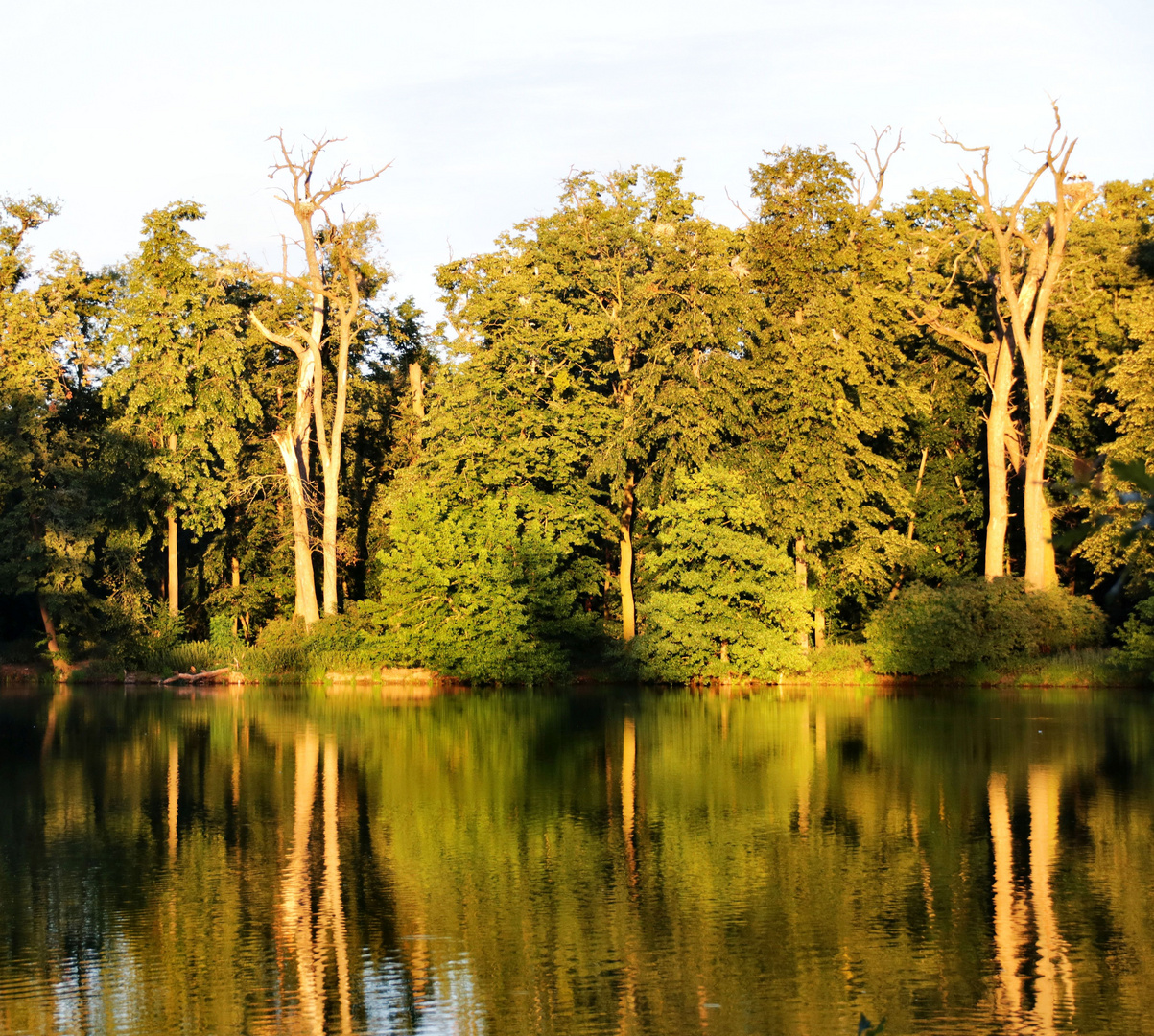 Ein früher Abend am Teich.