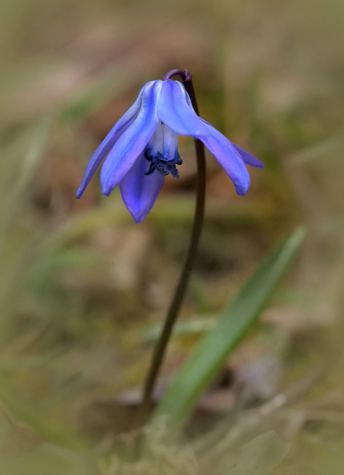 Ein früher Blüher...