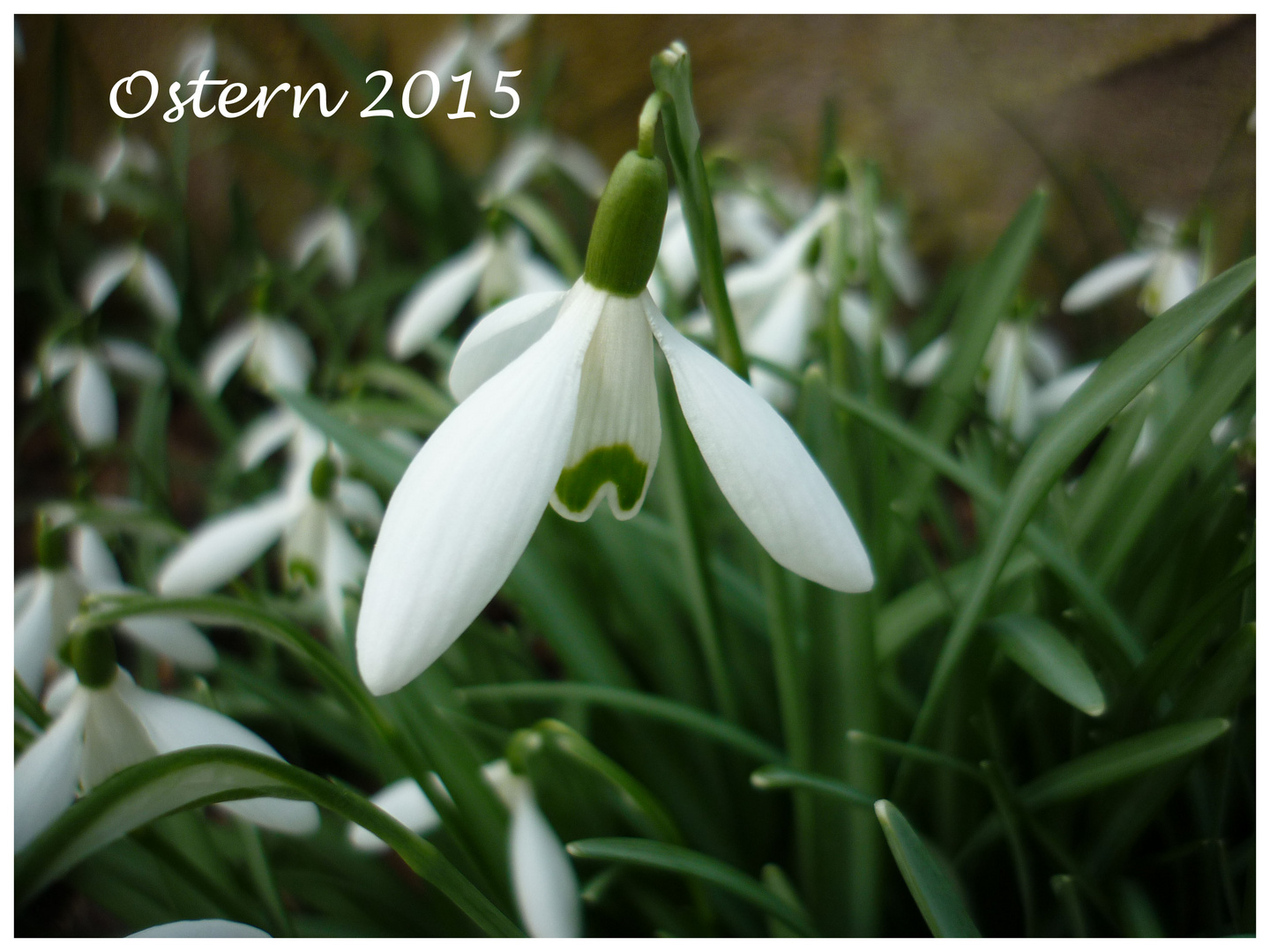 Ein früher Ostergruß