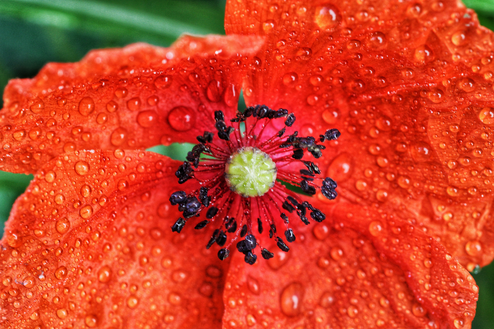 Ein früher Sommermorgen