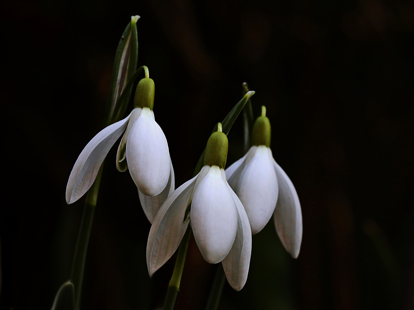 ein frühes Trio