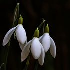 ein frühes Trio