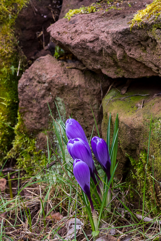 Ein Frühjahrsgruß